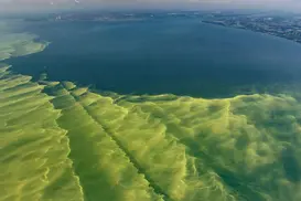 There’s a Deadly ‘Rotating’ Soup of Forbidden Toxins at Lake Erie