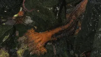 Severed sea cucumber appendages don't seem to die