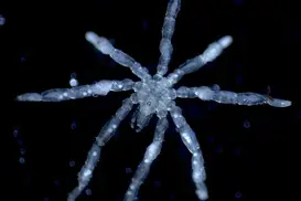 This Newly Discovered Sea Spider Is a Parasite With Its Own Parasites